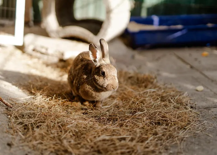 Casa de Férias Reethaus 1b